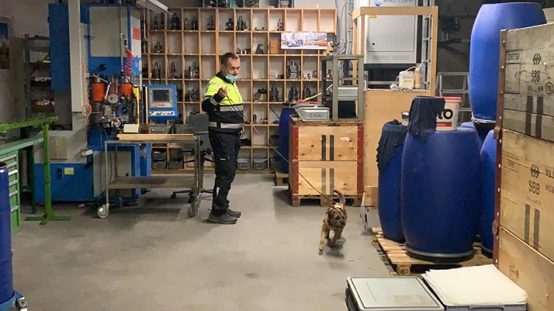 Markus Binggeli führt Border Terrier Boomer am Seminar Mantrailing Indoor
