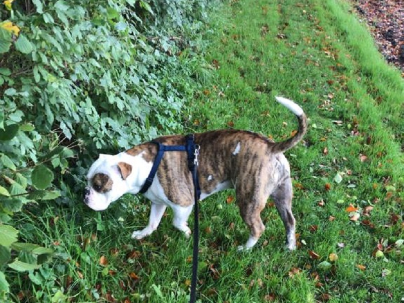 Oldenglish Bulldog Kai Uwe sucht