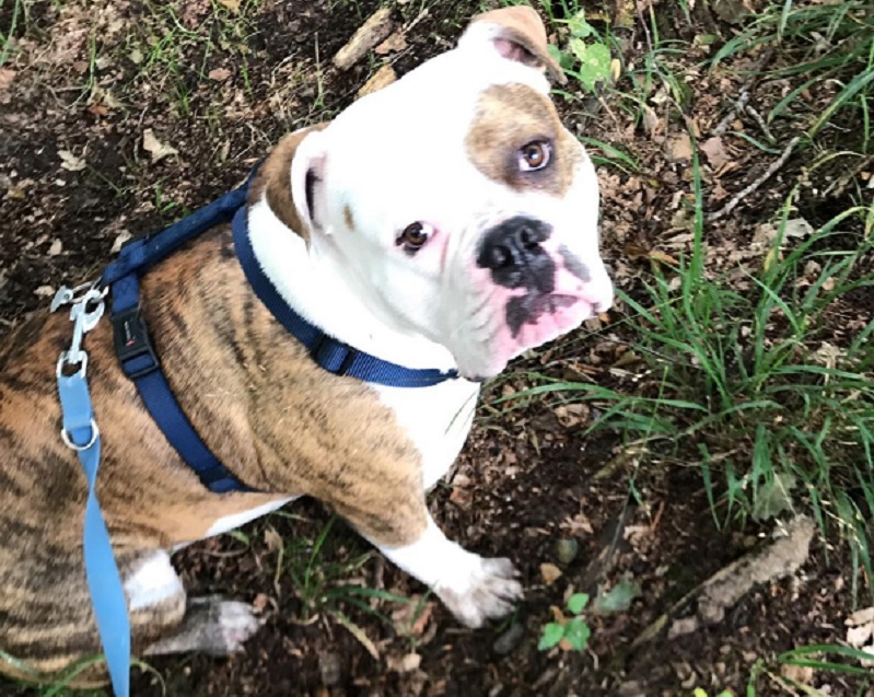 Oldenglish Bulldog Kai Uwe am Geschirr