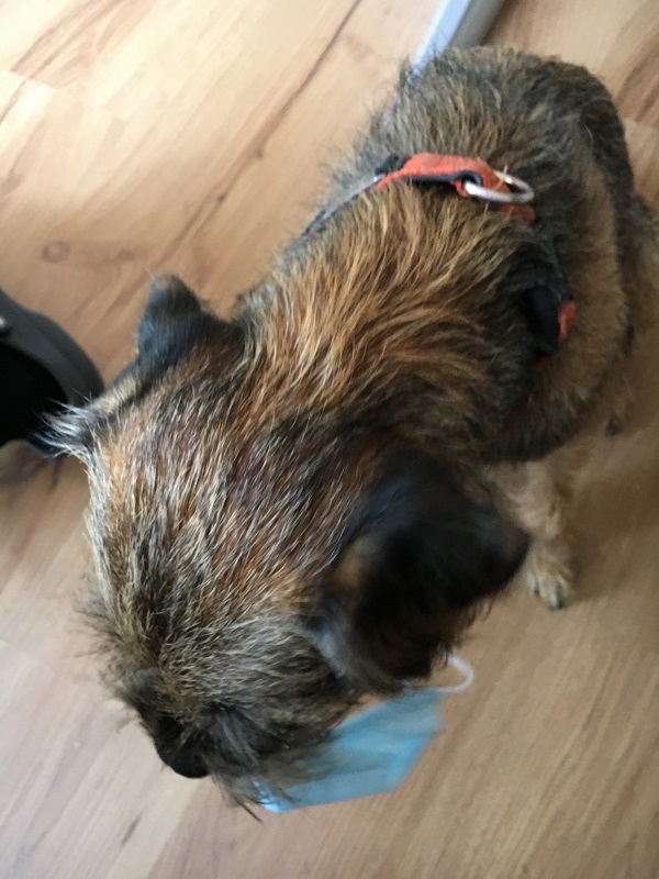 Border Terrier Boomer legt für das Mantrailing - Training die Schutzmaske bereit