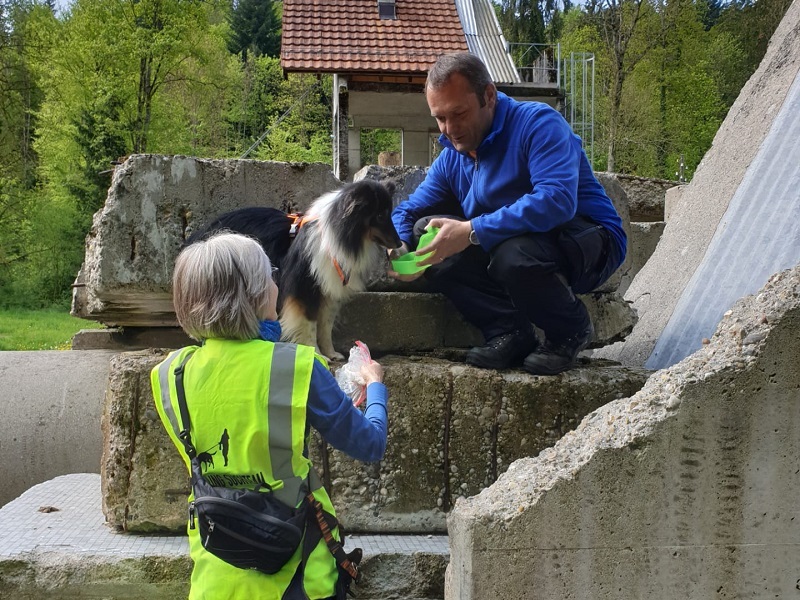 Sheltie hat die versteckte Person beim Mantrailing gefunden