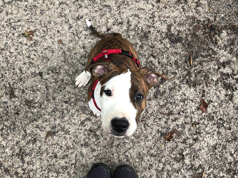 Amstaff Terrier Ruby wartet ruhig im Sitz