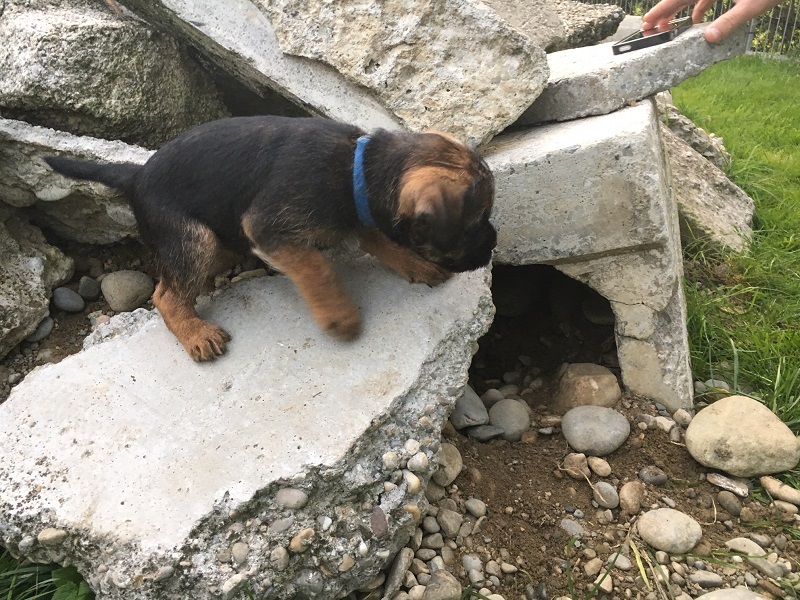 Border Terrier Boomer übt verschiedene Untergründe