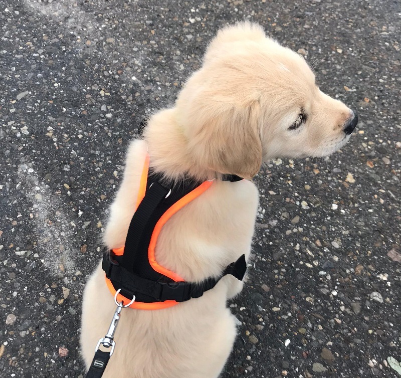 Golden Retriever Ben wartet am Geschirr