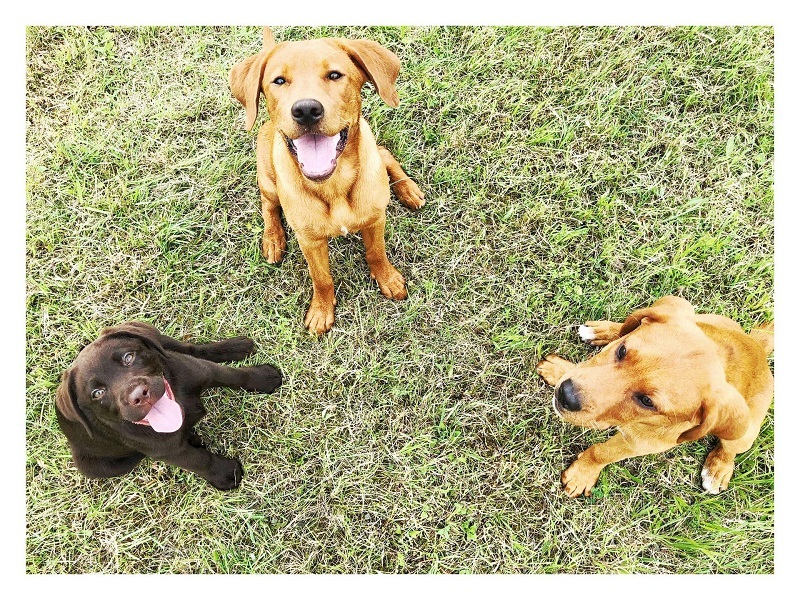 Labrador Hündin Yuma lernt mit "Kollegen"