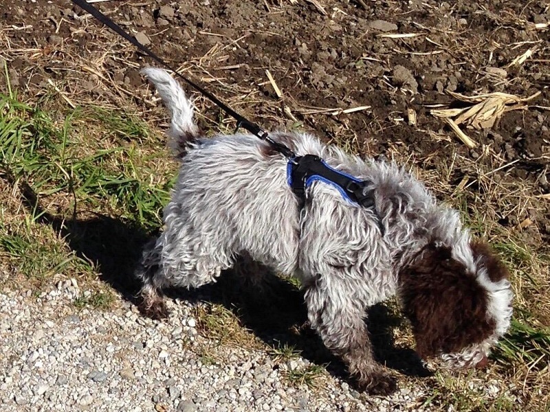 Lagotto Welpe Asco sucht am Geschirr