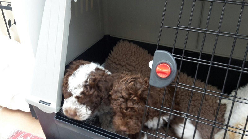 Lagotto Welpe Asco wartet in der Hundebox