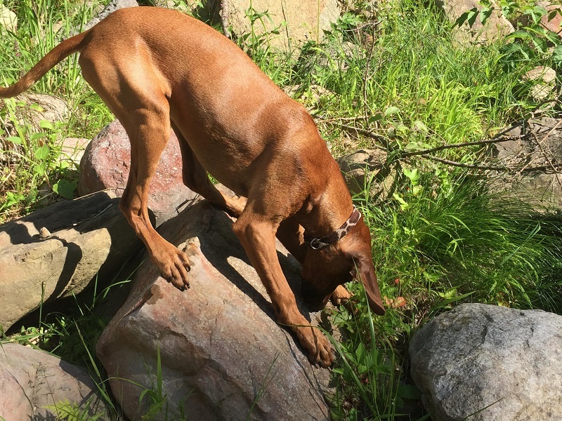 Ridgeback Bahjia sucht