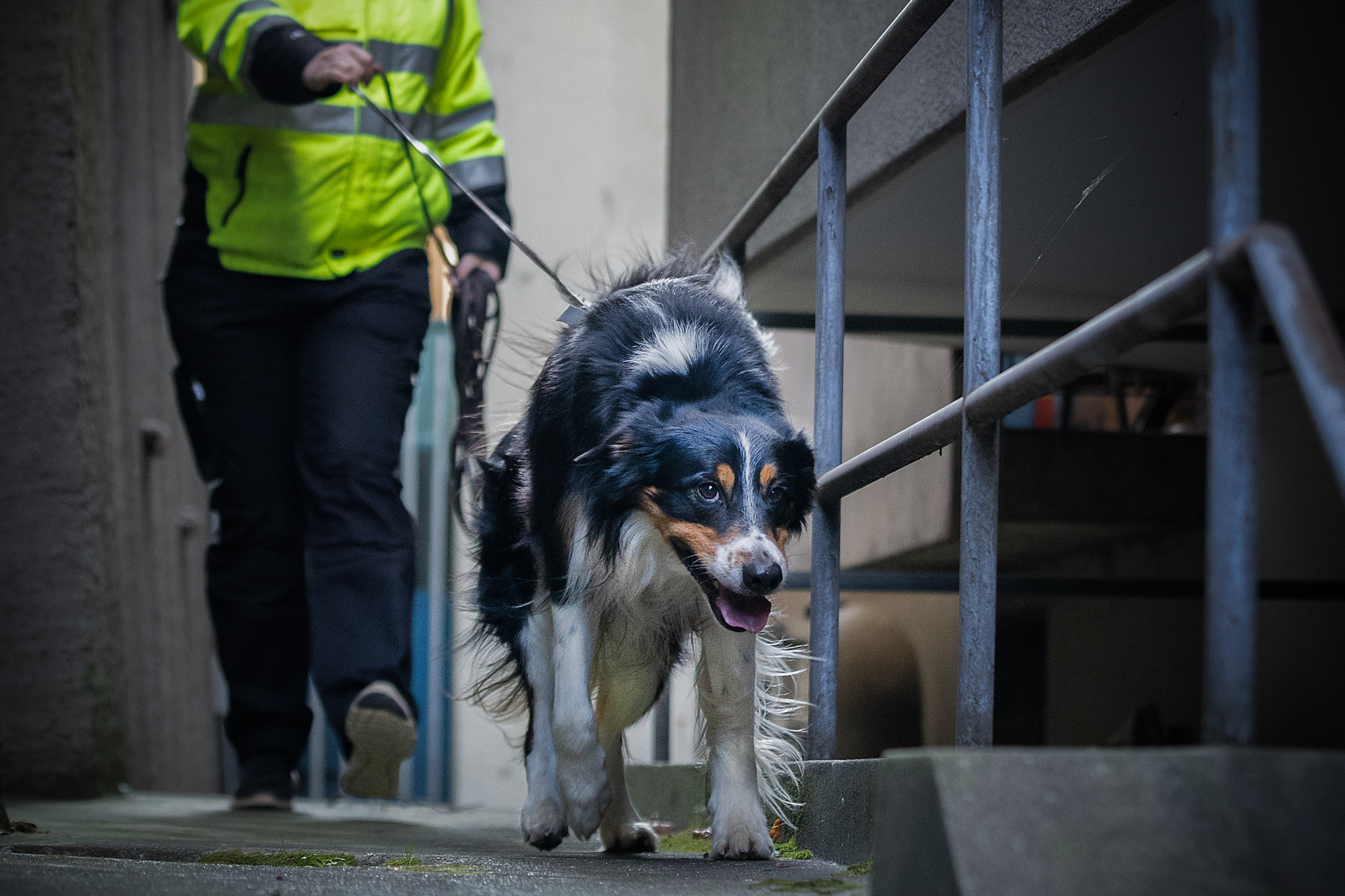 Mantrailing als Chance für ängstliche Hunde oder Tierschutzhunde