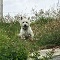 Testimonial für Mantrailing Zentrum West Highland White Terrier Ayscha